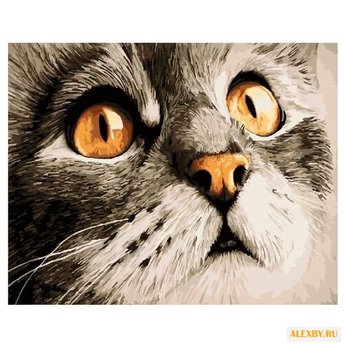 Paintboy Картина по номерам