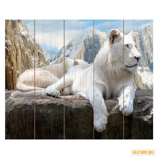 Molly Картина по номерам Белый