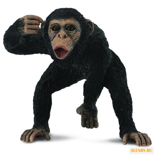 Collecta Самец Шимпанзе 88492