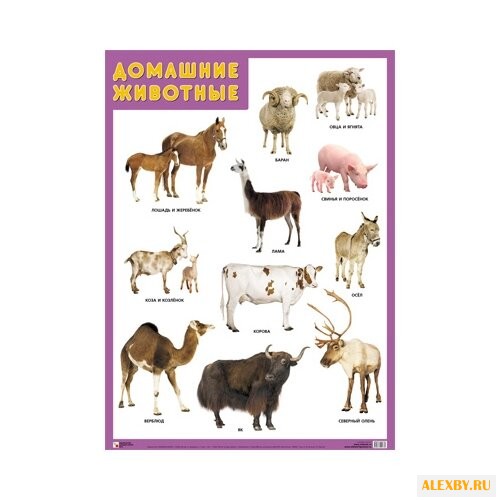 Плакат Мозаика-Синтез Домашние