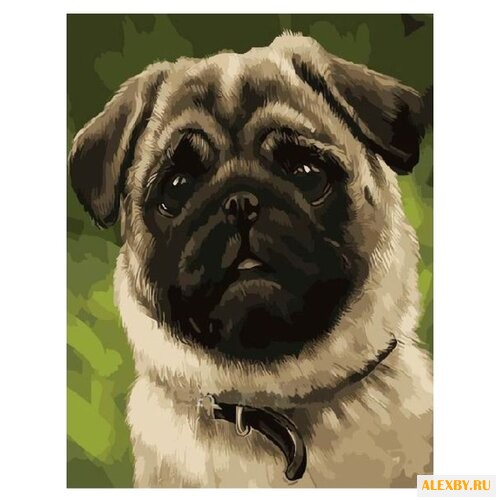 Paintboy Картина по номерам