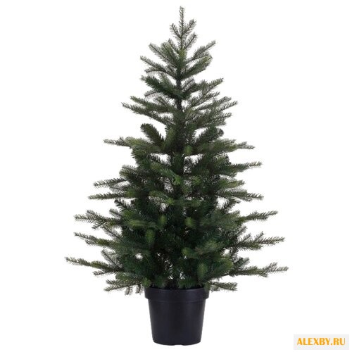 Kaemingk Ель Грандис в горшочке