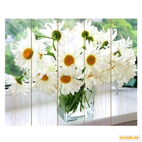 Molly Картина по номерам