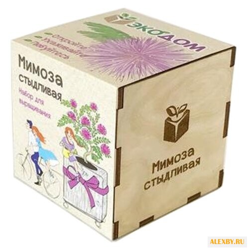 Набор Эко Клуб Мимоза стыдливая
