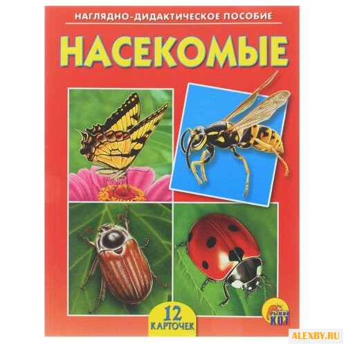 Набор карточек Рыжий кот