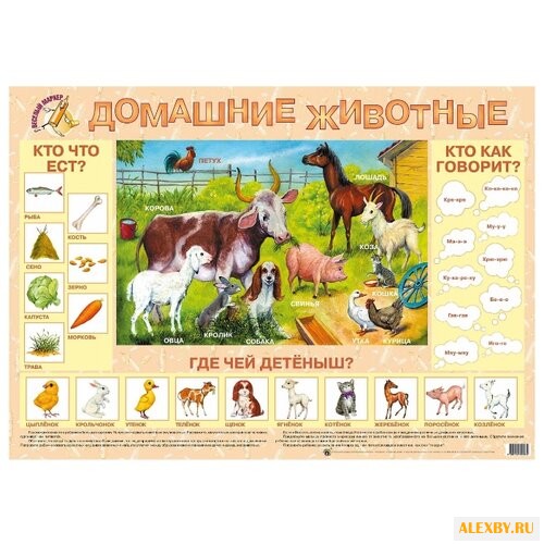 Плакат Маленький гений Домашние