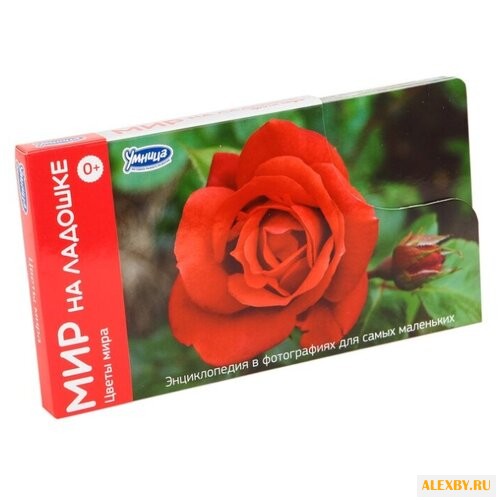 Набор карточек Умница Мир на