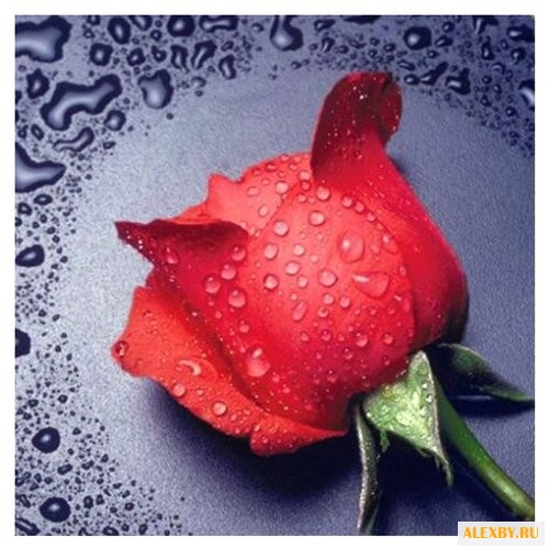 Алмазная живопись Набор