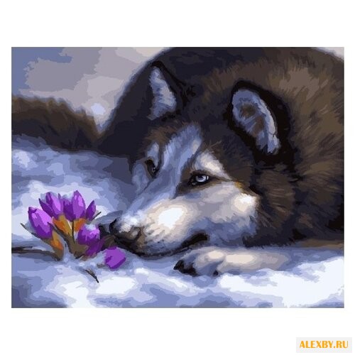 Paintboy Картина по номерам