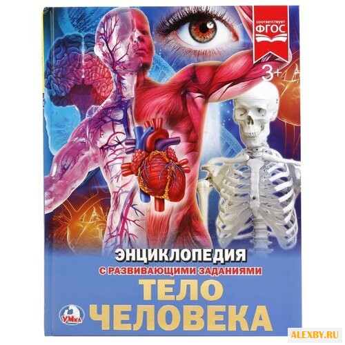 Тело человека