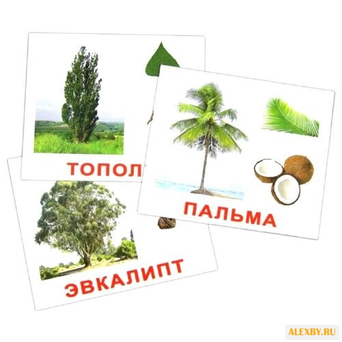 Набор карточек Вундеркинд с