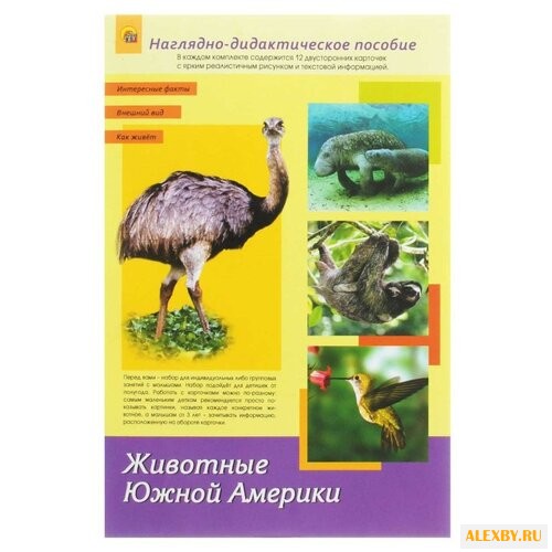 Набор карточек Рыжий кот