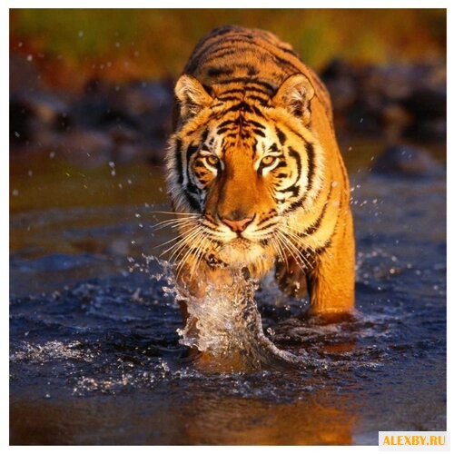 Color Kit Картина по номерам