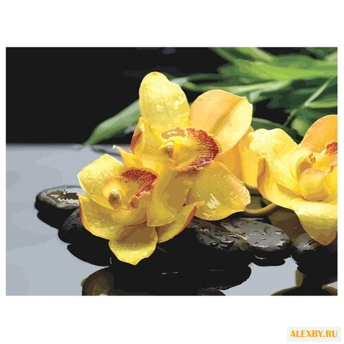 Color Kit Картина по номерам