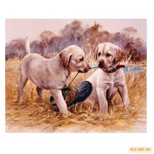 Molly Картина по номерам Наша