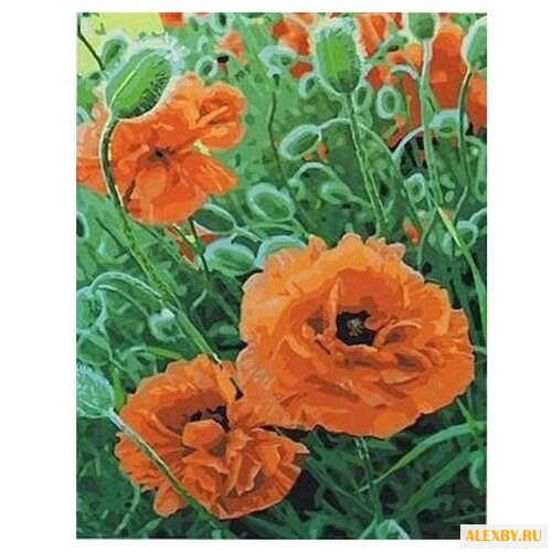 Paintboy Картина по номерам