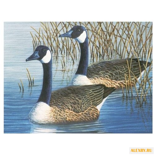 Royal & Langnickel Раскраска по