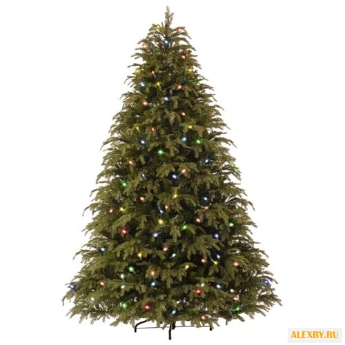 Царь елка Ель Реал