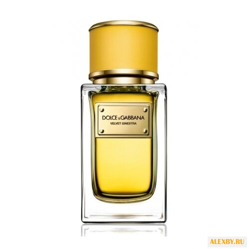 DOLCE & GABBANA Velvet Ginestra