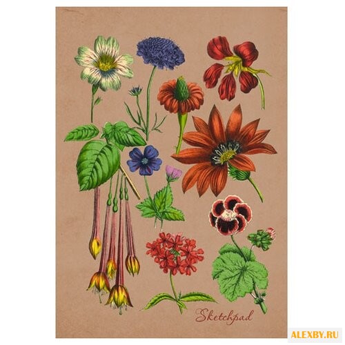 Альбом Канц-Эксмо Ботанический