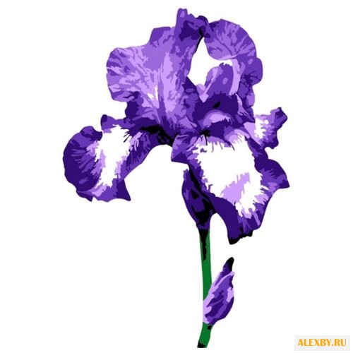 Цветной Картина по номерам Ирис