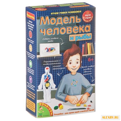 Набор BONDIBON Модель человека