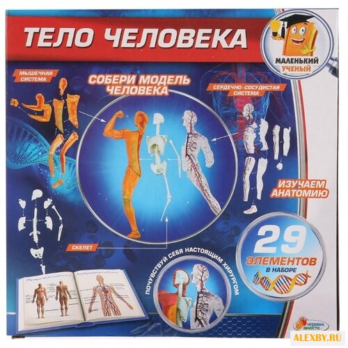 Набор Играем вместе Тело