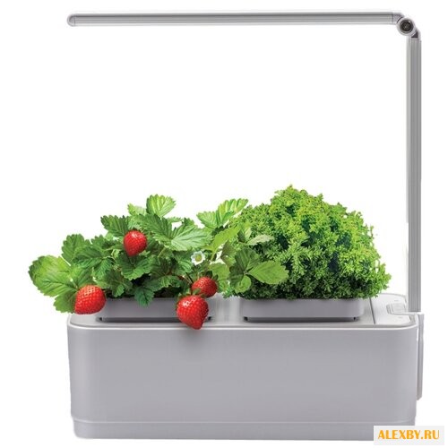 Набор для выращивания Назад К