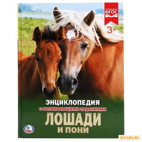 Лошади и пони