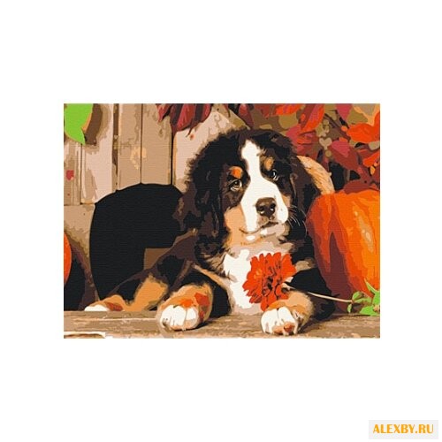 Рыжий кот Картина по номерам