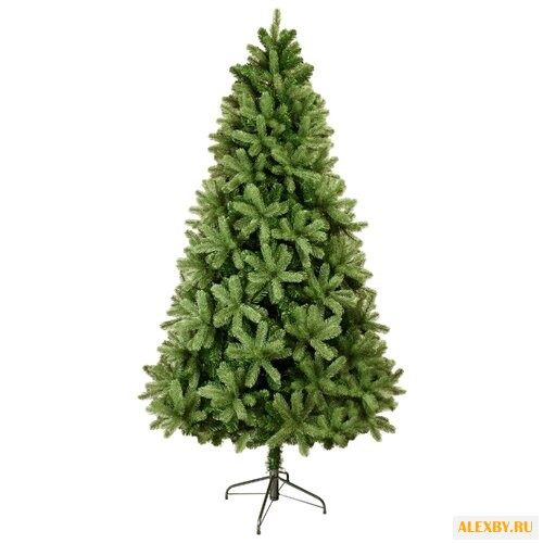 Царь елка Ель Русская красавица