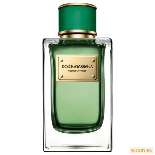 DOLCE & GABBANA Velvet Cypress